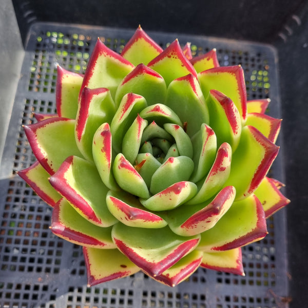 *GLGhybrid(2-342) Echeveria Agavoides Lipstick hybrid 口红杂