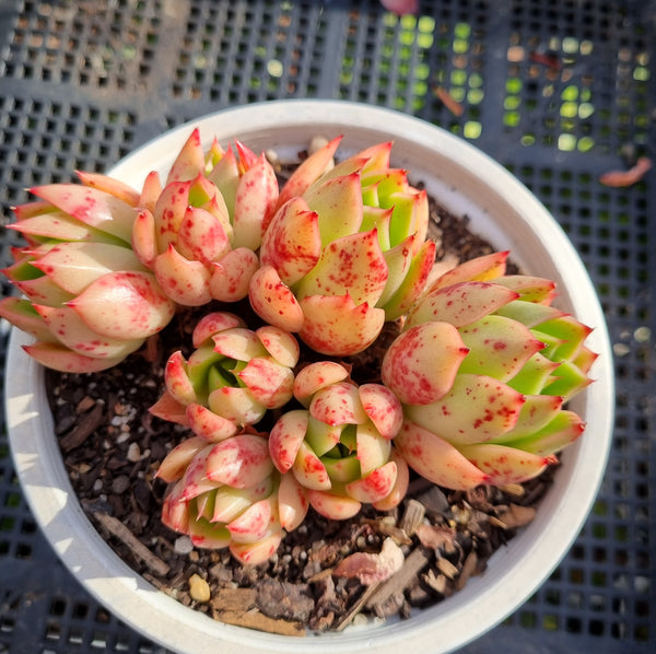 *GLGhybrid(2-346) Echeveria Agavoides hybrid 东云杂