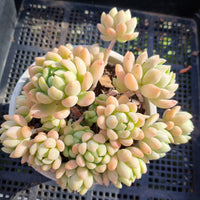 *GLGhybrid(2-348) Echeveria prolifica hybrid 粉蔓杂