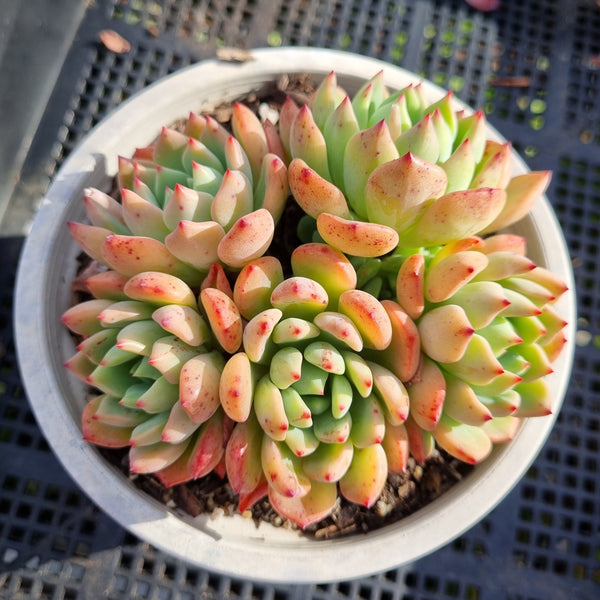 *GLGhybrid(2-349) Echeveria Sierra Hybrid 爱斯诺杂