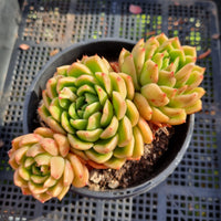 *GLGhybrid(2-351) Echeveria Agavoides hybrid 东云杂