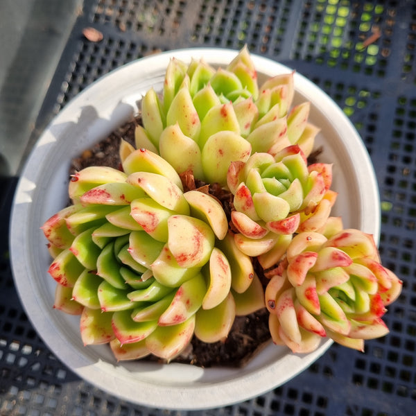 *GLGhybrid(2-352) Echeveria Agavoides hybrid 东云杂