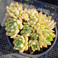 *GLGhybrid(2-358) Echeveria Derenbergii hybris 静夜杂