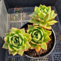 *GLGhybrid (2-359) Echeveria agavoides Ebony hybrid 乌木杂