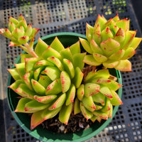 *GLGhybrid(2-363) Echeveria Agavoides Lipstick hybrid 口红杂