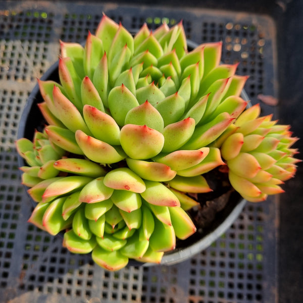 *GLGhybrid (2-365) Echeveria cuspidata var. Zaragozae hybrid 黑爪杂