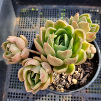 *GLGhybrid(2-366) Echeveria Agavoides hybrid 东云杂