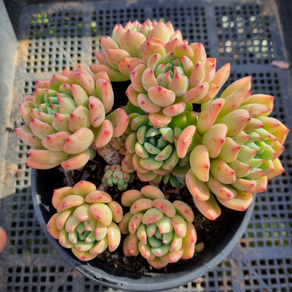 *GLGhybrid(2-367) Echeveria Sierra Hybrid 爱斯诺杂