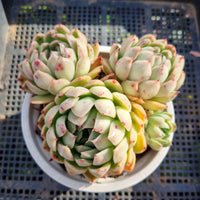 *GLGhybrid(2-369) Echeveria Agavoides hybrid 东云杂