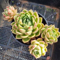 *GLGhybrid(2-370) Echeveria Agavoides hybrid 东云杂