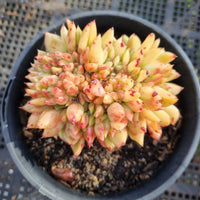 *GLGhybrid(2-374)  Echeveria Agavoides hybrid crested 东云杂缀化