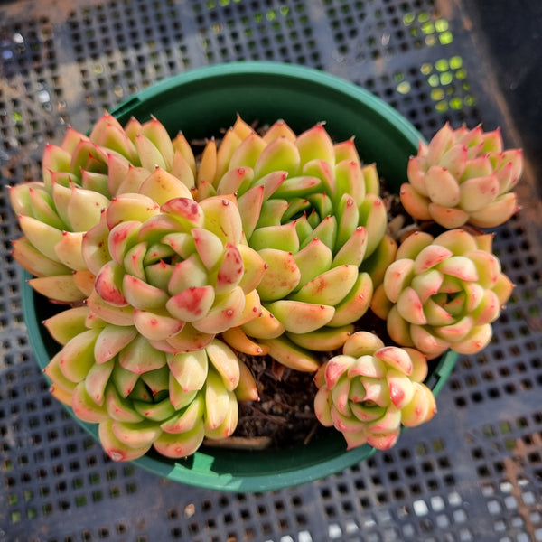 *GLGhybrid(2-375)  Echeveria Agavoides hybrid  东云杂