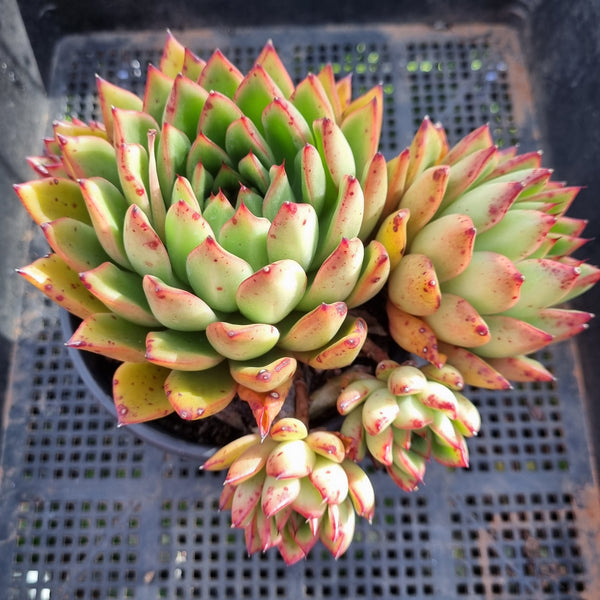 *GLGhybrid(2-378) Echeveria Agavoides hybrid 东云杂