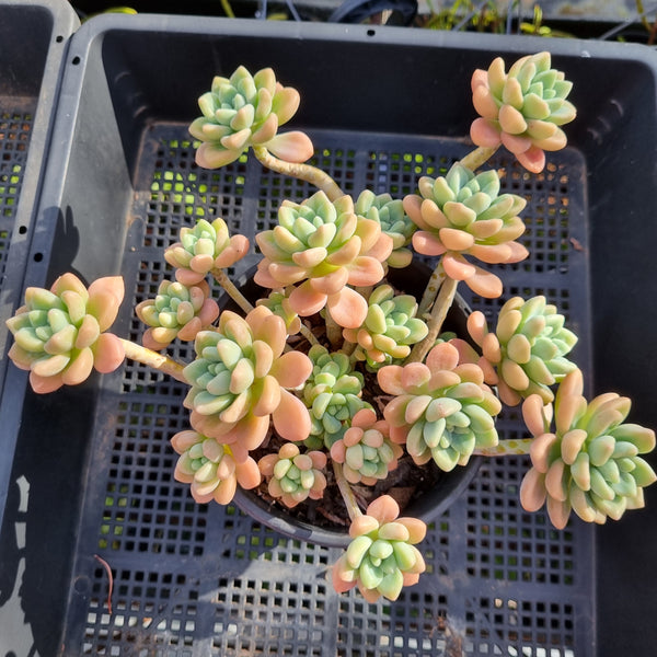 *GLGhybrid (2-382) Graptopetalum Blush Danko 绯丸