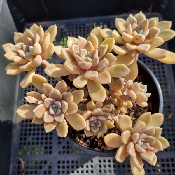 *GLGhybrid (2-384) Graptopetalum Mendozae X Brown Sugar 丸姬杂红糖