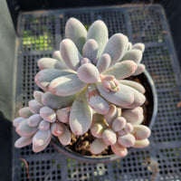 *GLGhybrid (2-387) Pachyphytum Baby Finger hybrid 婴儿手指杂