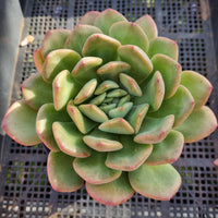 *GLGhybrid (2-388) Echeveria 'Puli-lindsayana' hybrid 宝丽安娜杂