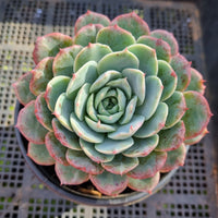 *GLGhybrid (2-389) Echeveria El Encino hybrid 恩西诺杂