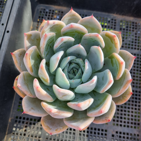 *GLGhybrid (2-391)  Echeveria Mexican Giant hybrid 巨人杂