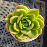 *GLGhybrid (2-392) Echeveria Agavoides Amestro hybrid 野马冬云杂