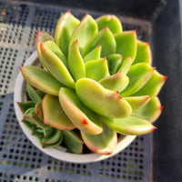 *GLGhybrid (2-392) Echeveria Agavoides Amestro hybrid 野马冬云杂