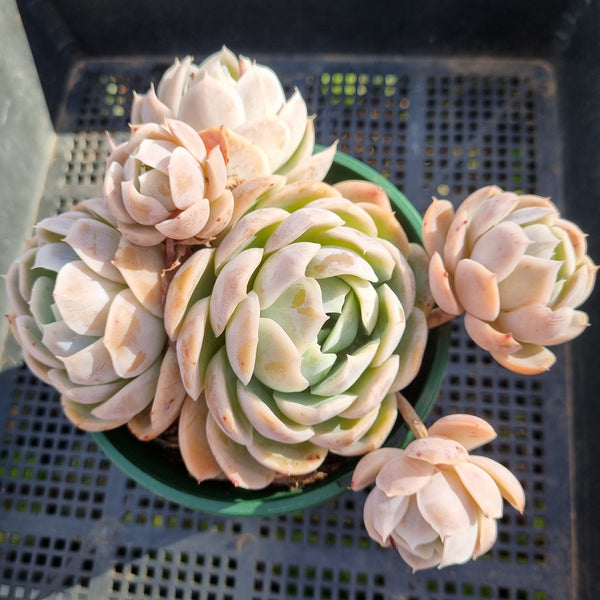 *GLGhybrid (2-393) Echeveria Mexican Snowball hybrid 墨西哥雪球杂