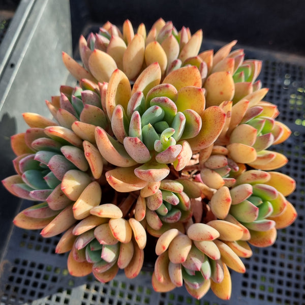 *GLGhybrid (2-394) Echeveria Puebla hybrid 普埃布拉杂