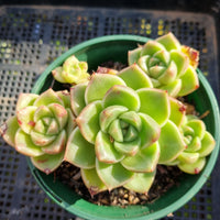 *GLGhybrid (2-399) Echeveria Moon stone hybrid 月晶石杂