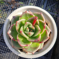 *GLGhybrid (2-403) Echeveria Moon stone hybrid 月晶石杂