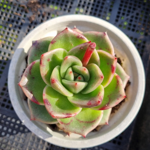 *GLGhybrid (2-403) Echeveria Moon stone hybrid 月晶石杂