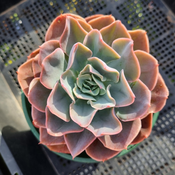 *GLGhybrid (2-405) Echeveria shaviana hime hybrid 沙维娜杂