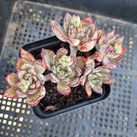 *GLGhybrid(1-15) Echeveria Ballsii hybrid 灰姑娘杂