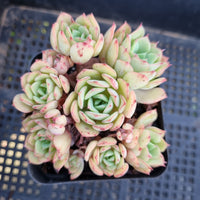 *GLGhybrid(1-39)  Echeveria Secunda hybrid 赛康达杂