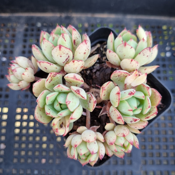 *GLGhybrid(1-47) Echeveria Ballsii hybrid 灰姑娘杂