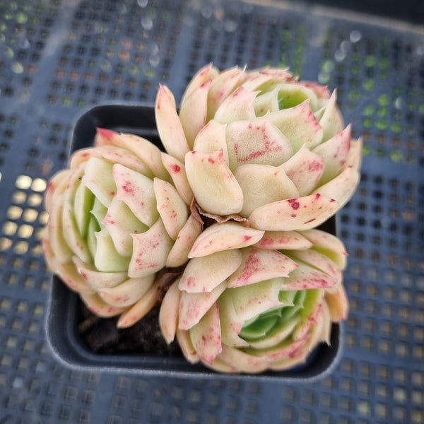 *GLGhybrid(1-77) Echeveria Raspberry ice hybrid 冰莓杂