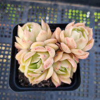 *GLGhybrid(1-85) Echeveria Raspberry ice hybrid 冰莓杂