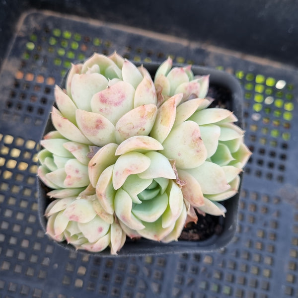 *GLGhybrid(1-105) Echeveria Secunda hybrid 赛康达杂