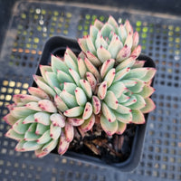 *GLGhybrid(1-135) Echeveria Sierra X Echeveria Puebla 爱斯诺杂普埃布拉