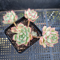 *GLGhybrid(1-139) Echeveria Californica Queen hybrid 织锦杂