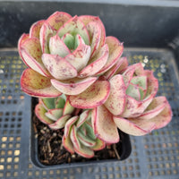 *GLGhybrid(1-141) Echeveria Pulidonis Veracruz X Rverted suyon 红边灵影杂大叶秀妍