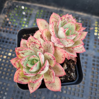 *GLGhybrid(1-155) Echeveria Pulidonis Veracruz hybrid 红边灵影杂