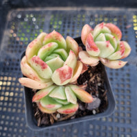 *GLGhybrid(1-159) Echeveria Gilva hybrid 玉杯杂