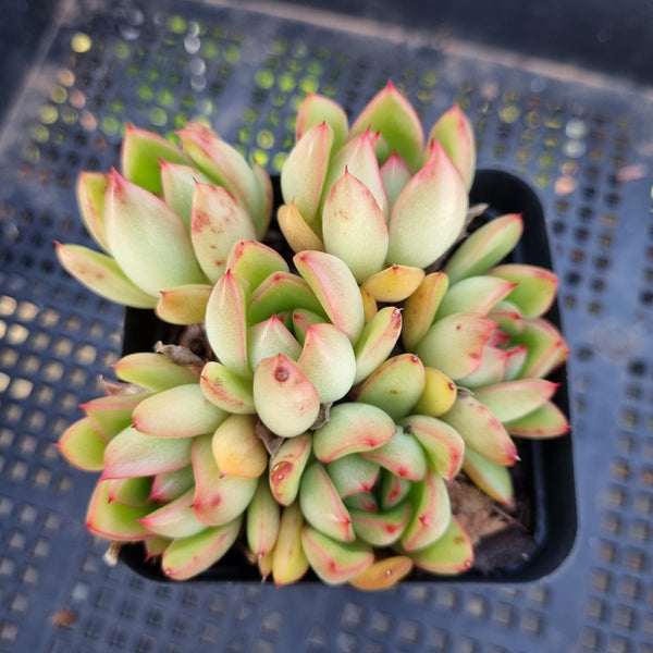 *GLGhybrid(1-163) Echeveria Agavoides hybrid 东云杂