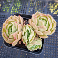 *GLGhybrid(1-169) Echeveria Raspberry ice X Agavoides 冰莓杂东云