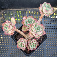 *GLGhybrid(1-172) Echeveria Ballsii Hybrid 灰姑娘杂