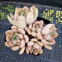 *GLGhybrid(1-177) Echeveria Ballsii Hybrid 灰姑娘杂