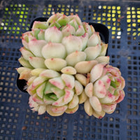 *GLGhybrid(1-182) Echeveria Mexico Minima hybrid 墨姬杂