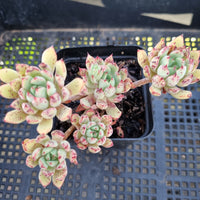 *GLGhybrid(1-191) Echeveria Ballsii Hybrid 灰姑娘杂