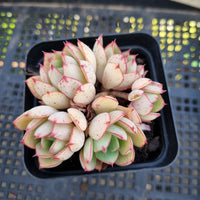 *GLGhybrid(1-204) Echeveria Ballsii Hybrid 灰姑娘杂