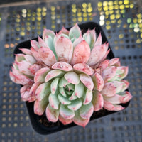 *GLGhybrid(1-206) Echeveria Derenbergii hybris 静夜杂